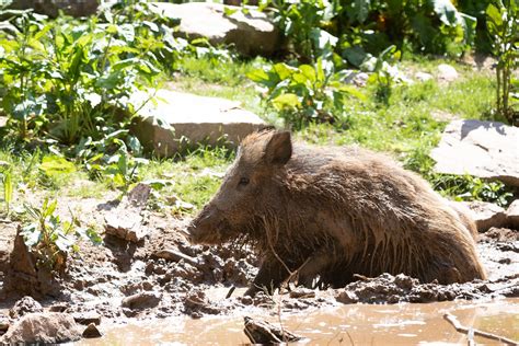 Wild boar - a photo on Flickriver