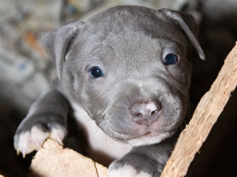 Teacup Pitbulls: The Ultimate Guide to These Tiny, Lovable Companions