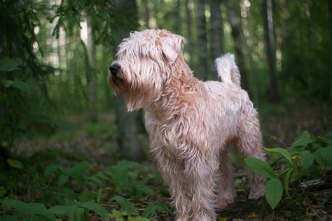 Soft Coated Wheaten Terrier - food, grooming, health, exercise | Pawzy