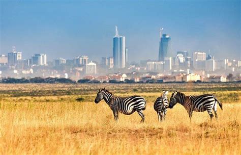 ½ Day Nairobi National Park Tour: Safari Adventure | Short Safari