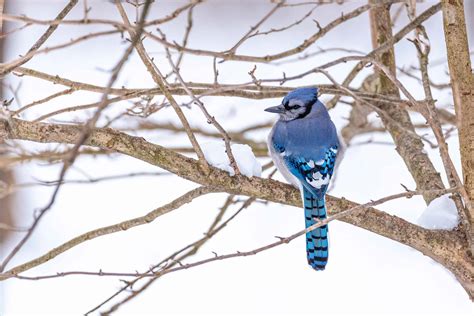 How Blue Jays Survive Winter