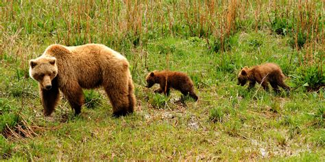 Denali National Park and Preserve Centennial 1917 to 2017