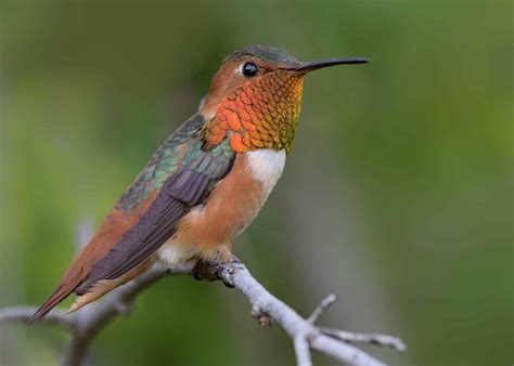 15 Types of Hummingbirds in the United States! (2024) - Bird Watching HQ