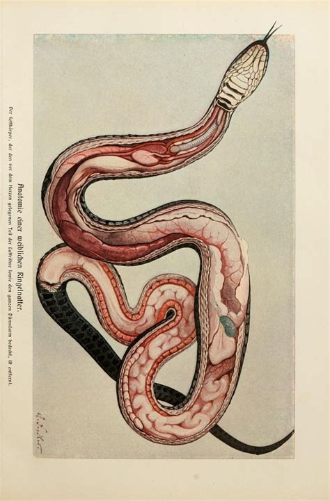 1000+ images about Anatomy. Reptile on Pinterest