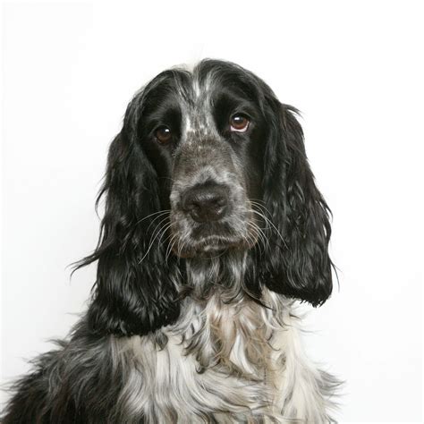 Cocker Spaniel - Spirit Animal Totems and Messages