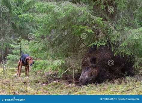 Hunting on wildboar stock image. Image of booty, pursuit - 104355657