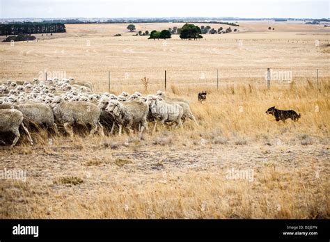 Droving a mob of sheep to a new paddock Stock Photo - Alamy