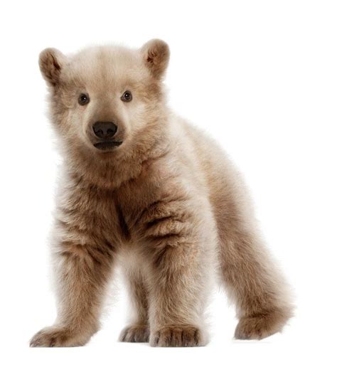 These Hybrid Animals Will Be Created Because Of Climate Change | Climate change, Polar bear and ...