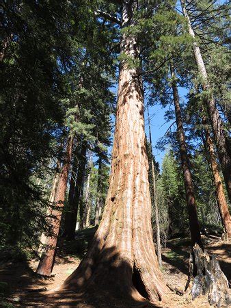 General Grant Tree Trail (Sequoia and Kings Canyon National Park) - 2020 All You Need to Know ...