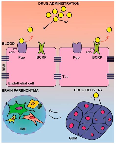 Cancers | Free Full-Text | SRC Kinase in Glioblastoma: News from an Old ...