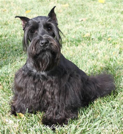 Teacup Schnauzer Breeders & Mini Schnauzer Puppies near Orange County, CA | Schnauzers 101 ...