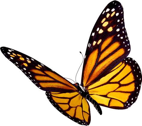 Download Transparent Background Monarch Butterfly Clipart - Png Download (#1369499) - PinClipart