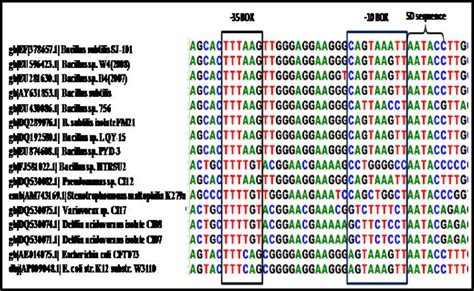 Multiple clustalW alignment of-35 box,-10 box, and Shine-Dalgarno (SD)... | Download Scientific ...