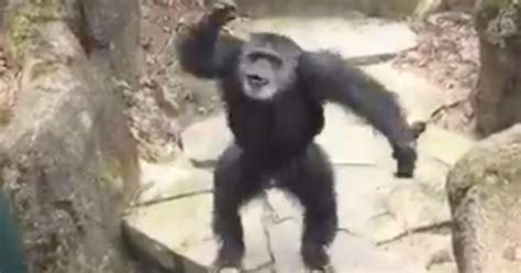 Chimpanzee At Zoo Throws His Poop At Onlookers, Hits Grandma Directly ...