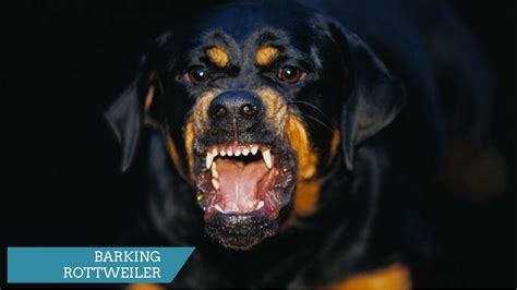 ROTTWEILER BARKING - ROTTWEILER HOWLING AND BARKING COMPILATION 2017 ...