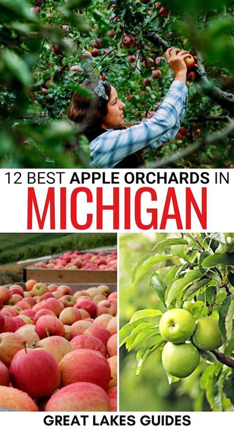 12 Best Apple Orchards in Michigan (for Fall Apple Picking!)