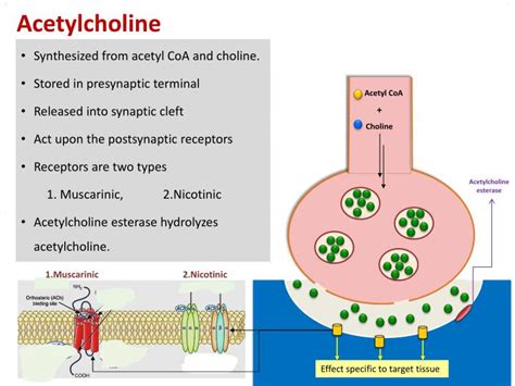 PPT - Neurotransmitters PowerPoint Presentation - ID:2245033