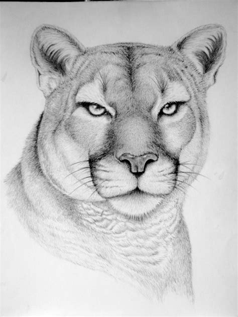 Wild Animal Drawings :: Behance