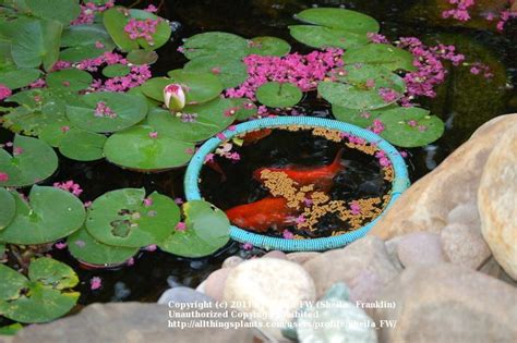 Feeding Pond Fish - Garden.org