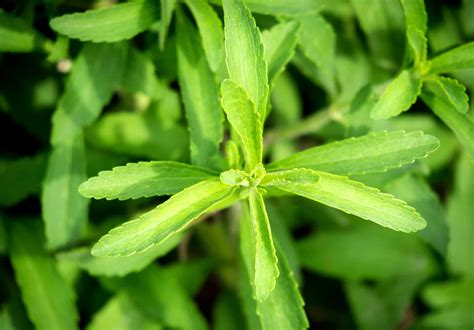 How to Grow and Care for Stevia Plants | Plantly