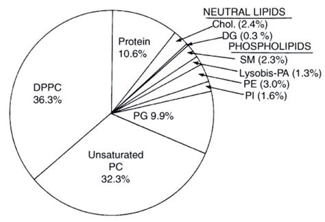 pulmonary surfactant in premature babies - Commodity Column Sales Of Photos