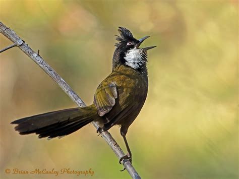 Australia's Rainforest Birds | BirdNote