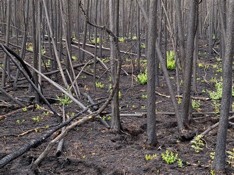 Recent Burn Of Boreal Forest Evergreens Outdoors Burned Photo Background And Picture For Free ...