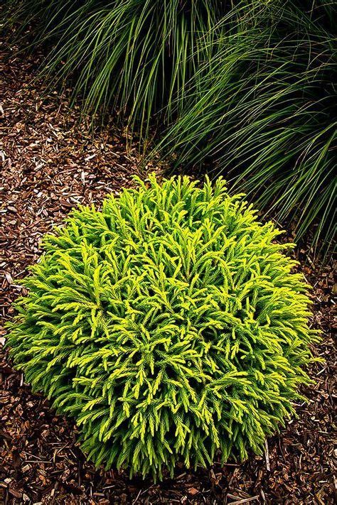 Dwarf Globe Japanese Cedar | Yard landscaping, Japanese garden design, Garden shrubs