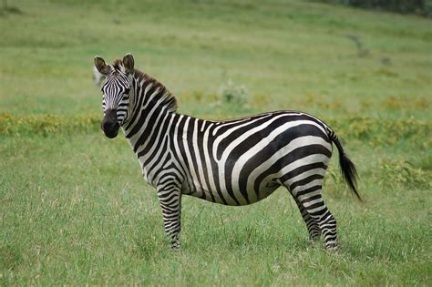 Grant's zebra - Wikipedia