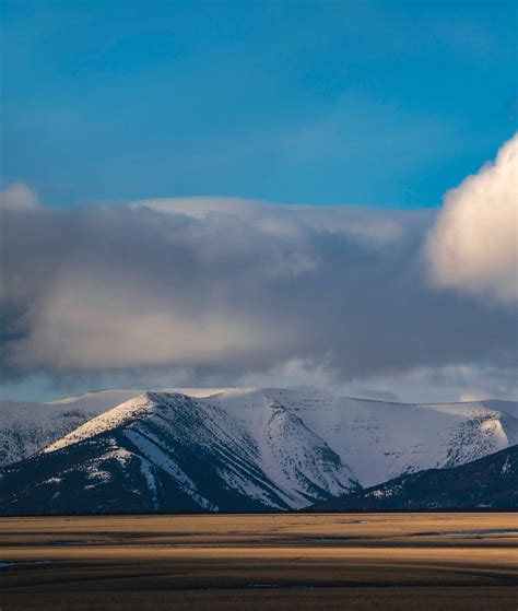 Grizzlies on the Move - Big Sky Journal