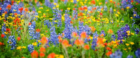 Wildflower Meadow Garden