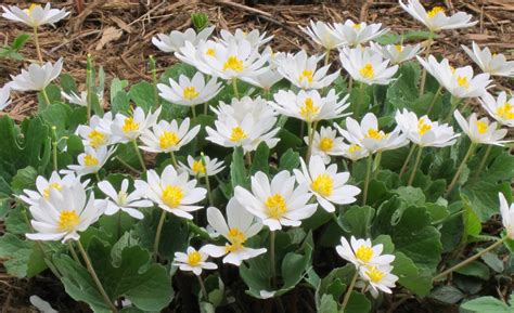 Buy Bloodroot Plants Online | Sanguinaria canadensis