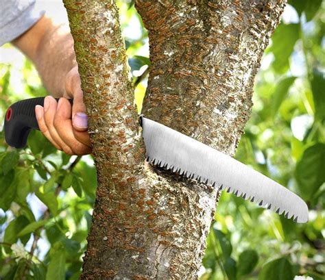 The Best Tree Saws for Every Backyard and Garden Task - Dengarden