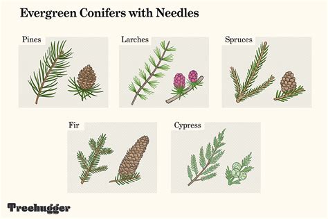 Leaves And Needles Tree Leaf Identification Leaf Identification | My ...