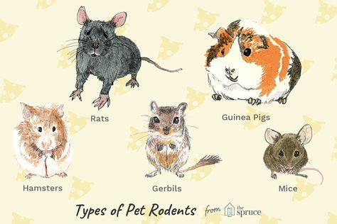 Pin on Rats Mice Dormice