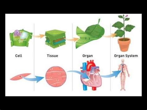 What could be represented by this when written in a hierarchical order--- cell, tissue, organ ...