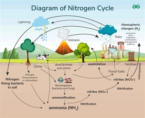 Diagram of Nitrogen Cycle - GeeksforGeeks