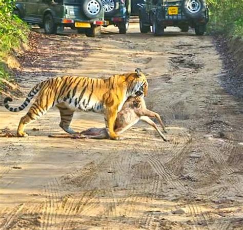 About Jim Corbett | Group Stays and Jeep Safari in Jim Corbett