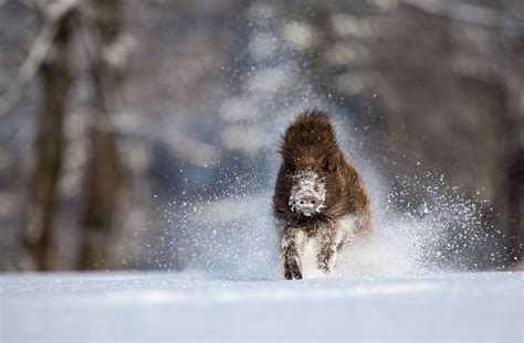 19 Gorgeous Photographs Of Wild Animals During Winter Time | DeMilked