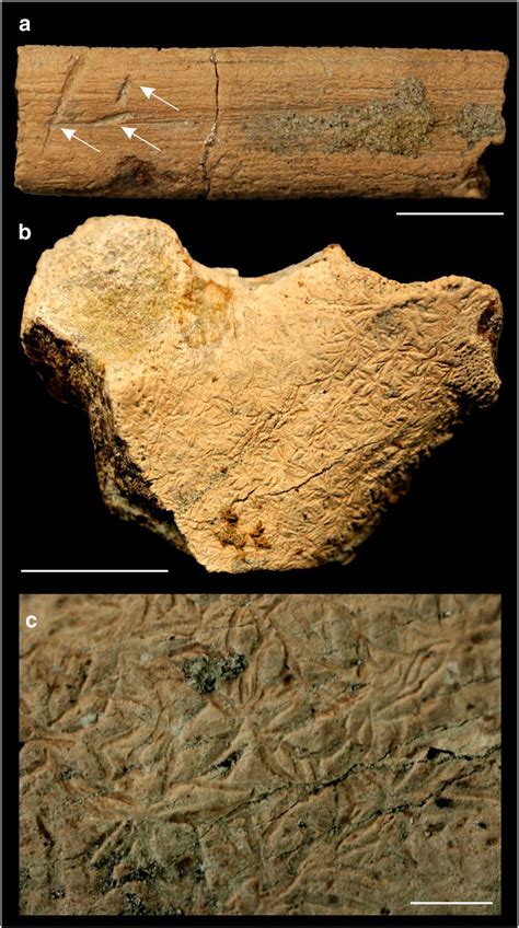 Trace fossils on the Ophthalmosaurus bones. (a) Rib showing sharp, narrow grooves (white arrows ...