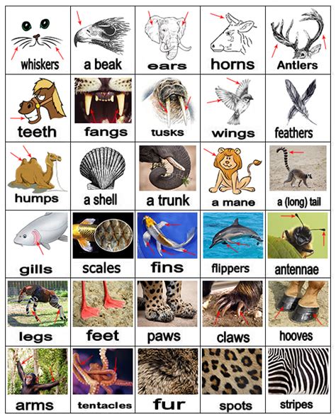 ANIMAL BODY PARTS ~ MY ENGLISH AND SCIENCE