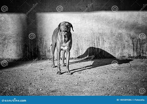 Funny attentive dog stock photo. Image of doggy, animal - 180589586