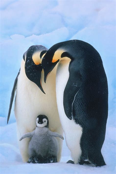 🔥 [50+] Penguin Family Wallpapers | WallpaperSafari