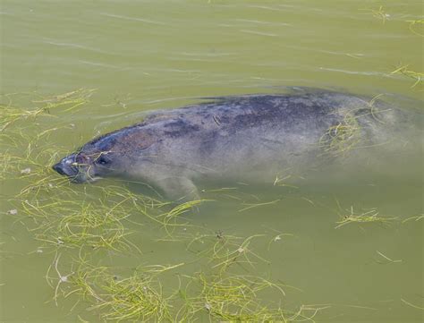 What Does a Manatee Eat?