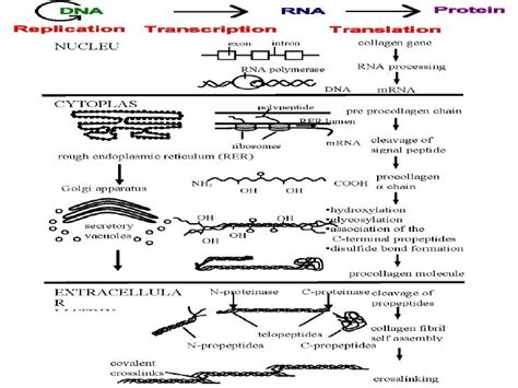 Collagen Synthesis Pathway