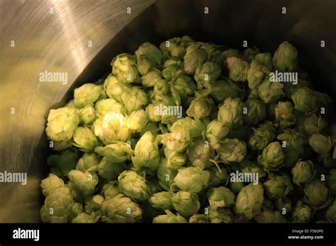 Fuggles Hops Humulus lupulus- freshly green hops being harvested for beer making in England ...