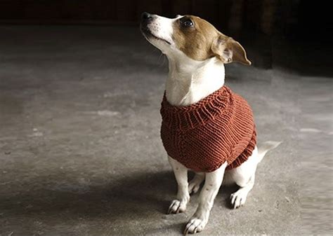 Modèle de tricot pour pull pour chien - Mike Nature