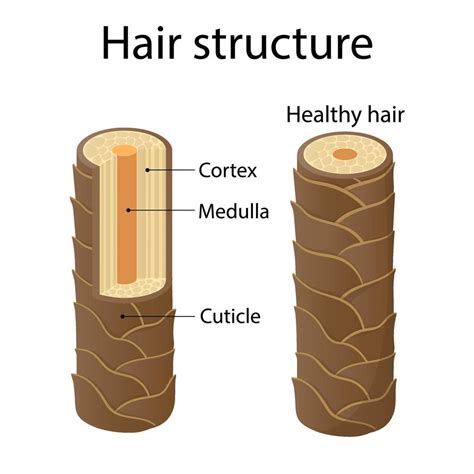 hair structure layer. cartoon style illustration 11635654 Vector Art at Vecteezy