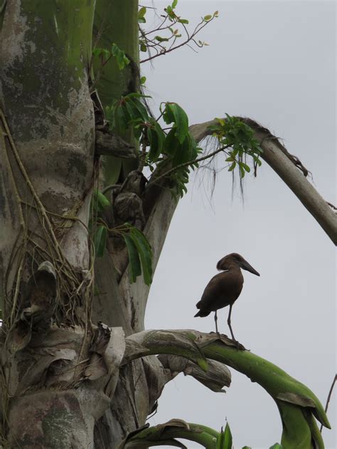 for the birds (mostly) - Sentry