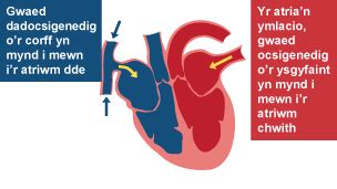 Y galon - Y system cylchrediad gwaed mewn bodau dynol - TGAU Bioleg Revision - BBC Bitesize